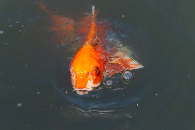 Bu güzel koi balığı suda yüzerken görüldü. Balıkların turuncu ve siyah pulları berrak sularda göze çarpar. Bu sazan bıyıkları ağzıyla dışarı sarkan yiyecekler.