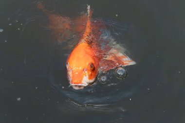 Bu güzel koi balığı suda yüzerken görüldü. Balıkların turuncu ve siyah pulları berrak sularda göze çarpar. Bu sazan bıyıkları ağzıyla dışarı sarkan yiyecekler.