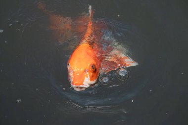 Bu güzel koi balığı suda yüzerken görüldü. Balıkların turuncu ve siyah pulları berrak sularda göze çarpar. Bu sazan bıyıkları ağzıyla dışarı sarkan yiyecekler.