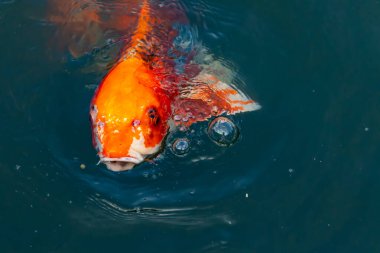 Bu güzel koi balığı suda yüzerken görüldü. Balıkların turuncu ve siyah pulları berrak sularda göze çarpar. Bu sazan bıyıkları ağzıyla dışarı sarkan yiyecekler.