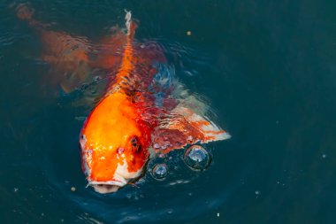 Bu güzel koi balığı suda yüzerken görüldü. Balıkların turuncu ve siyah pulları berrak sularda göze çarpar. Bu sazan bıyıkları ağzıyla dışarı sarkan yiyecekler.