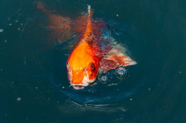 Bu güzel koi balığı suda yüzerken görüldü. Balıkların turuncu ve siyah pulları berrak sularda göze çarpar. Bu sazan bıyıkları ağzıyla dışarı sarkan yiyecekler.