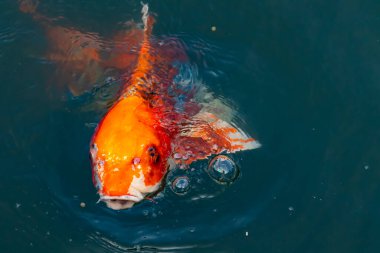 Bu güzel koi balığı suda yüzerken görüldü. Balıkların turuncu ve siyah pulları berrak sularda göze çarpar. Bu sazan bıyıkları ağzıyla dışarı sarkan yiyecekler.