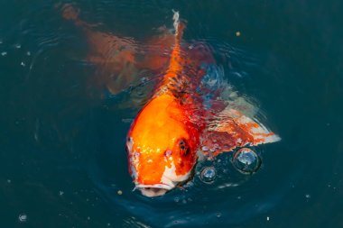 Bu güzel koi balığı suda yüzerken görüldü. Balıkların turuncu ve siyah pulları berrak sularda göze çarpar. Bu sazan bıyıkları ağzıyla dışarı sarkan yiyecekler.
