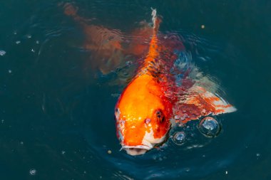 Bu güzel koi balığı suda yüzerken görüldü. Balıkların turuncu ve siyah pulları berrak sularda göze çarpar. Bu sazan bıyıkları ağzıyla dışarı sarkan yiyecekler.