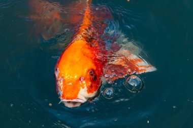 Bu güzel koi balığı suda yüzerken görüldü. Balıkların turuncu ve siyah pulları berrak sularda göze çarpar. Bu sazan bıyıkları ağzıyla dışarı sarkan yiyecekler.