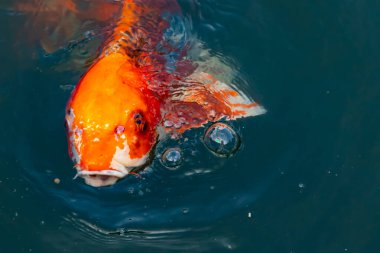 Bu güzel koi balığı suda yüzerken görüldü. Balıkların turuncu ve siyah pulları berrak sularda göze çarpar. Bu sazan bıyıkları ağzıyla dışarı sarkan yiyecekler.