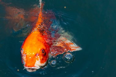 Bu güzel koi balığı suda yüzerken görüldü. Balıkların turuncu ve siyah pulları berrak sularda göze çarpar. Bu sazan bıyıkları ağzıyla dışarı sarkan yiyecekler.