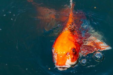 Bu güzel koi balığı suda yüzerken görüldü. Balıkların turuncu ve siyah pulları berrak sularda göze çarpar. Bu sazan bıyıkları ağzıyla dışarı sarkan yiyecekler.