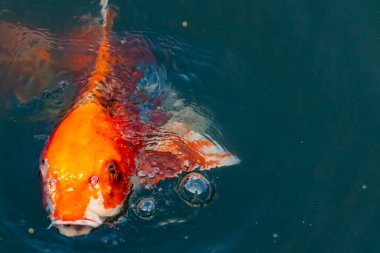 Bu güzel koi balığı suda yüzerken görüldü. Balıkların turuncu ve siyah pulları berrak sularda göze çarpar. Bu sazan bıyıkları ağzıyla dışarı sarkan yiyecekler.