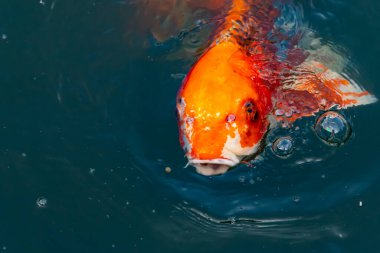 Bu güzel koi balığı suda yüzerken görüldü. Balıkların turuncu ve siyah pulları berrak sularda göze çarpar. Bu sazan bıyıkları ağzıyla dışarı sarkan yiyecekler.