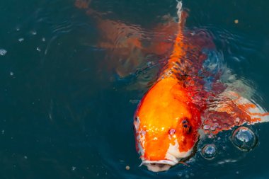 Bu güzel koi balığı suda yüzerken görüldü. Balıkların turuncu ve siyah pulları berrak sularda göze çarpar. Bu sazan bıyıkları ağzıyla dışarı sarkan yiyecekler.