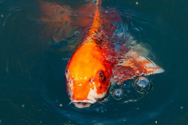Bu güzel koi balığı suda yüzerken görüldü. Balıkların turuncu ve siyah pulları berrak sularda göze çarpar. Bu sazan bıyıkları ağzıyla dışarı sarkan yiyecekler.