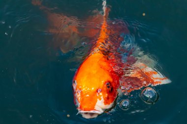 Bu güzel koi balığı suda yüzerken görüldü. Balıkların turuncu ve siyah pulları berrak sularda göze çarpar. Bu sazan bıyıkları ağzıyla dışarı sarkan yiyecekler.