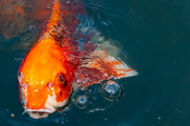 Bu güzel koi balığı suda yüzerken görüldü. Balıkların turuncu ve siyah pulları berrak sularda göze çarpar. Bu sazan bıyıkları ağzıyla dışarı sarkan yiyecekler.