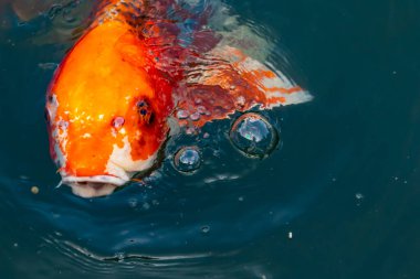 Bu güzel koi balığı suda yüzerken görüldü. Balıkların turuncu ve siyah pulları berrak sularda göze çarpar. Bu sazan bıyıkları ağzıyla dışarı sarkan yiyecekler.