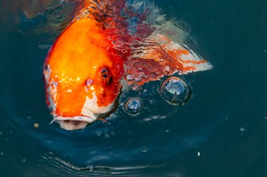 Bu güzel koi balığı suda yüzerken görüldü. Balıkların turuncu ve siyah pulları berrak sularda göze çarpar. Bu sazan bıyıkları ağzıyla dışarı sarkan yiyecekler.