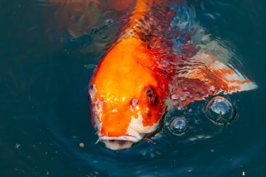 Bu güzel koi balığı suda yüzerken görüldü. Balıkların turuncu ve siyah pulları berrak sularda göze çarpar. Bu sazan bıyıkları ağzıyla dışarı sarkan yiyecekler.