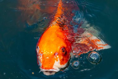 Bu güzel koi balığı suda yüzerken görüldü. Balıkların turuncu ve siyah pulları berrak sularda göze çarpar. Bu sazan bıyıkları ağzıyla dışarı sarkan yiyecekler.