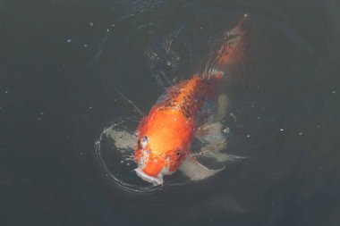 Bu güzel koi balığı suda yüzerken görüldü. Balıkların turuncu ve siyah pulları berrak sularda göze çarpar. Bu sazan bıyıkları ağzıyla dışarı sarkan yiyecekler.