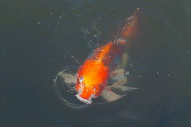 Bu güzel koi balığı suda yüzerken görüldü. Balıkların turuncu ve siyah pulları berrak sularda göze çarpar. Bu sazan bıyıkları ağzıyla dışarı sarkan yiyecekler.
