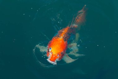 Bu güzel koi balığı suda yüzerken görüldü. Balıkların turuncu ve siyah pulları berrak sularda göze çarpar. Bu sazan bıyıkları ağzıyla dışarı sarkan yiyecekler.