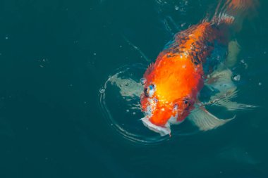 Bu güzel koi balığı suda yüzerken görüldü. Balıkların turuncu ve siyah pulları berrak sularda göze çarpar. Bu sazan bıyıkları ağzıyla dışarı sarkan yiyecekler.