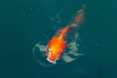 Bu güzel koi balığı suda yüzerken görüldü. Balıkların turuncu ve siyah pulları berrak sularda göze çarpar. Bu sazan bıyıkları ağzıyla dışarı sarkan yiyecekler.