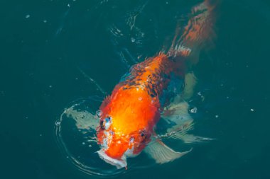 Bu güzel koi balığı suda yüzerken görüldü. Balıkların turuncu ve siyah pulları berrak sularda göze çarpar. Bu sazan bıyıkları ağzıyla dışarı sarkan yiyecekler.