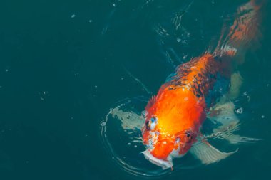 Bu güzel koi balığı suda yüzerken görüldü. Balıkların turuncu ve siyah pulları berrak sularda göze çarpar. Bu sazan bıyıkları ağzıyla dışarı sarkan yiyecekler.