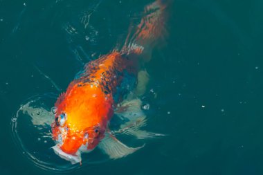 Bu güzel koi balığı suda yüzerken görüldü. Balıkların turuncu ve siyah pulları berrak sularda göze çarpar. Bu sazan bıyıkları ağzıyla dışarı sarkan yiyecekler.