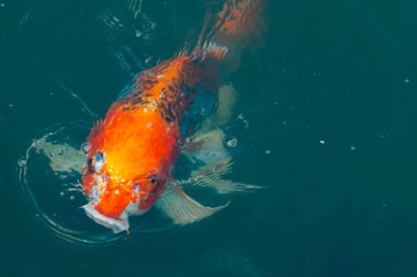 Bu güzel koi balığı suda yüzerken görüldü. Balıkların turuncu ve siyah pulları berrak sularda göze çarpar. Bu sazan bıyıkları ağzıyla dışarı sarkan yiyecekler.