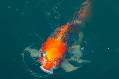 Bu güzel koi balığı suda yüzerken görüldü. Balıkların turuncu ve siyah pulları berrak sularda göze çarpar. Bu sazan bıyıkları ağzıyla dışarı sarkan yiyecekler.