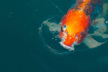 Bu güzel koi balığı suda yüzerken görüldü. Balıkların turuncu ve siyah pulları berrak sularda göze çarpar. Bu sazan bıyıkları ağzıyla dışarı sarkan yiyecekler.