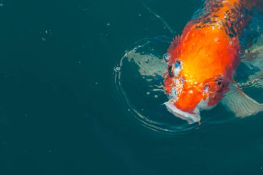 Bu güzel koi balığı suda yüzerken görüldü. Balıkların turuncu ve siyah pulları berrak sularda göze çarpar. Bu sazan bıyıkları ağzıyla dışarı sarkan yiyecekler.