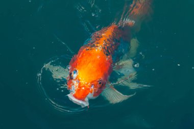 Bu güzel koi balığı suda yüzerken görüldü. Balıkların turuncu ve siyah pulları berrak sularda göze çarpar. Bu sazan bıyıkları ağzıyla dışarı sarkan yiyecekler.