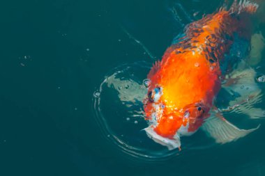 Bu güzel koi balığı suda yüzerken görüldü. Balıkların turuncu ve siyah pulları berrak sularda göze çarpar. Bu sazan bıyıkları ağzıyla dışarı sarkan yiyecekler.
