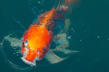 Bu güzel koi balığı suda yüzerken görüldü. Balıkların turuncu ve siyah pulları berrak sularda göze çarpar. Bu sazan bıyıkları ağzıyla dışarı sarkan yiyecekler.