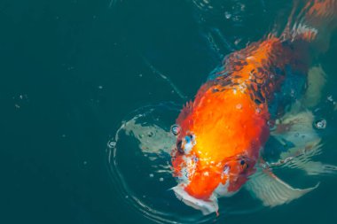 Bu güzel koi balığı suda yüzerken görüldü. Balıkların turuncu ve siyah pulları berrak sularda göze çarpar. Bu sazan bıyıkları ağzıyla dışarı sarkan yiyecekler.