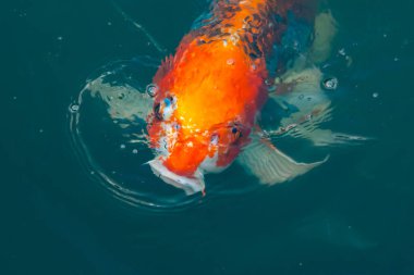 Bu güzel koi balığı suda yüzerken görüldü. Balıkların turuncu ve siyah pulları berrak sularda göze çarpar. Bu sazan bıyıkları ağzıyla dışarı sarkan yiyecekler.