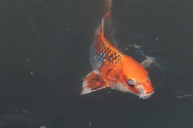Bu güzel koi balığı suda yüzerken görüldü. Balıkların turuncu ve siyah pulları berrak sularda göze çarpar. Bu sazan bıyıkları ağzıyla dışarı sarkan yiyecekler.