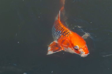 Bu güzel koi balığı suda yüzerken görüldü. Balıkların turuncu ve siyah pulları berrak sularda göze çarpar. Bu sazan bıyıkları ağzıyla dışarı sarkan yiyecekler.