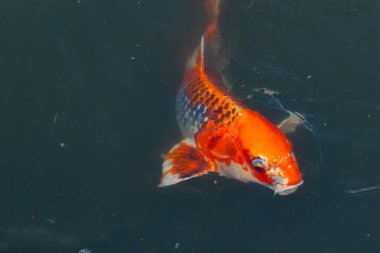 Bu güzel koi balığı suda yüzerken görüldü. Balıkların turuncu ve siyah pulları berrak sularda göze çarpar. Bu sazan bıyıkları ağzıyla dışarı sarkan yiyecekler.