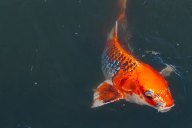 Bu güzel koi balığı suda yüzerken görüldü. Balıkların turuncu ve siyah pulları berrak sularda göze çarpar. Bu sazan bıyıkları ağzıyla dışarı sarkan yiyecekler.