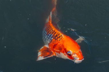 Bu güzel koi balığı suda yüzerken görüldü. Balıkların turuncu ve siyah pulları berrak sularda göze çarpar. Bu sazan bıyıkları ağzıyla dışarı sarkan yiyecekler.