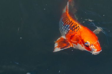Bu güzel koi balığı suda yüzerken görüldü. Balıkların turuncu ve siyah pulları berrak sularda göze çarpar. Bu sazan bıyıkları ağzıyla dışarı sarkan yiyecekler.