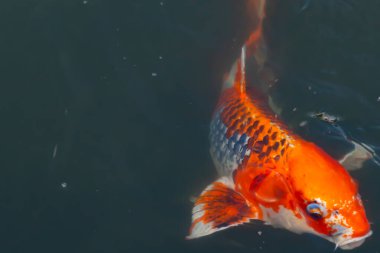 Bu güzel koi balığı suda yüzerken görüldü. Balıkların turuncu ve siyah pulları berrak sularda göze çarpar. Bu sazan bıyıkları ağzıyla dışarı sarkan yiyecekler.
