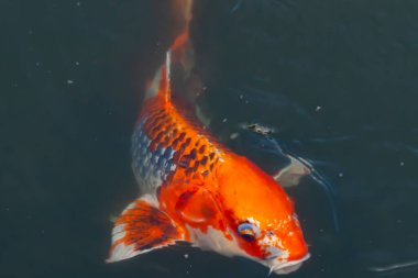 Bu güzel koi balığı suda yüzerken görüldü. Balıkların turuncu ve siyah pulları berrak sularda göze çarpar. Bu sazan bıyıkları ağzıyla dışarı sarkan yiyecekler.