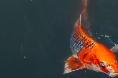 Bu güzel koi balığı suda yüzerken görüldü. Balıkların turuncu ve siyah pulları berrak sularda göze çarpar. Bu sazan bıyıkları ağzıyla dışarı sarkan yiyecekler.