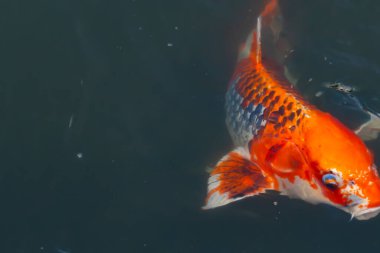 Bu güzel koi balığı suda yüzerken görüldü. Balıkların turuncu ve siyah pulları berrak sularda göze çarpar. Bu sazan bıyıkları ağzıyla dışarı sarkan yiyecekler.